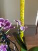 Purple Orchid Plant in Turquoise Face Planter - 7