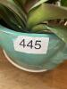 Purple Orchid Plant in Turquoise Face Planter - 8
