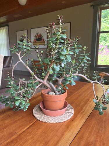 Stunning Jade Plant in Terracotta Pot