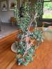 Stunning Jade Plant in Terracotta Pot - 3