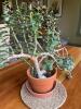 Stunning Jade Plant in Terracotta Pot - 5