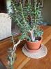 Stunning Jade Plant in Terracotta Pot - 6