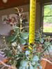 Stunning Jade Plant in Terracotta Pot - 7