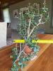 Stunning Jade Plant in Terracotta Pot - 9