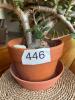 Stunning Jade Plant in Terracotta Pot - 10