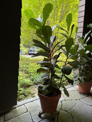 Fiddle Leaf Fig in Terracotta Pot