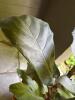 Fiddle Leaf Fig in Terracotta Pot - 3