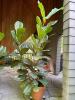 Fiddle Leaf Fig in Terracotta Pot - 4