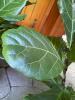 Fiddle Leaf Fig in Terracotta Pot - 5