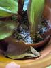 Fiddle Leaf Fig in Terracotta Pot - 6