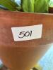 Fiddle Leaf Fig in Terracotta Pot - 7