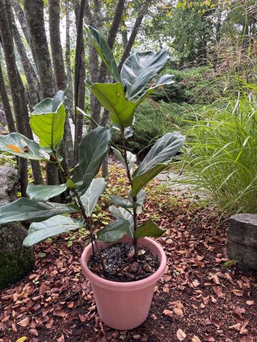 Fiddle Leaf Fig Plant in Plastic Pot