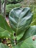 Fiddle Leaf Fig Plant in Plastic Pot - 2