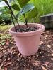 Fiddle Leaf Fig Plant in Plastic Pot - 3