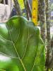 Fiddle Leaf Fig Plant in Plastic Pot - 5