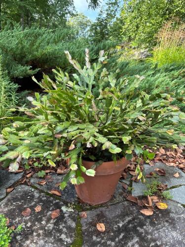 Potted Holiday Cactus (Schlumbergera) in Terracotta Pot