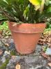 Potted Holiday Cactus (Schlumbergera) in Terracotta Pot - 3