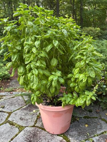 Large Basil Plant in Terracotta Planter