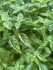 Large Basil Plant in Terracotta Planter - 2