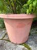 Large Basil Plant in Terracotta Planter - 3