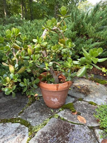 Jade Plant in Terracotta Pot