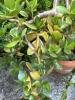 Jade Plant in Terracotta Pot - 2
