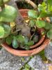Jade Plant in Terracotta Pot - 3