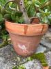 Jade Plant in Terracotta Pot - 4