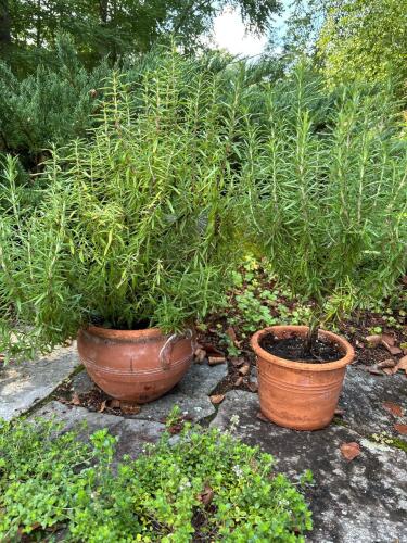 Two Potted Rosemary Plants in Terracotta Pots