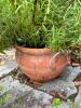 Two Potted Rosemary Plants in Terracotta Pots - 2
