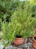 Two Potted Rosemary Plants in Terracotta Pots - 3