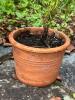 Two Potted Rosemary Plants in Terracotta Pots - 4