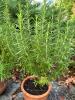 Two Potted Rosemary Plants in Terracotta Pots - 5