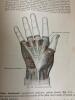 Gray's Anatomy Twenty-First and Twenty-Eighth Editions by Lea & Febiger - 8