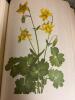 Two Hardcover Botanical Books - 6
