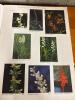 Two Hardcover Botanical Books - 17