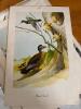The Birds of America by John James Audubon with Ephemera - 4