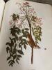 The Birds of America by John James Audubon with Ephemera - 12