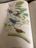 The Birds of America by John James Audubon with Ephemera - 14