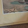 Pair of 18" x 24" Signed Sea Shell Voices Prints by Jessie Willcox - Two Different Frames - 4