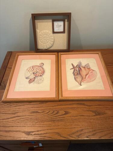 Trio of Framed Nautical Shell Art Prints and Fossil Decor Plaque