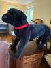 Large Black Plush Dog with Red Collar