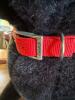 Large Black Plush Dog with Red Collar - 2