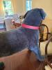 Large Black Plush Dog with Red Collar - 3