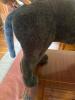 Large Black Plush Dog with Red Collar - 4