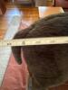Large Black Plush Dog with Red Collar - 6