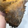 Rustic Hand-Carved Wood Bear Shelf Sitter Sculpture - 9