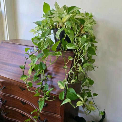 Marble Queen Pothos in Nursery Pot