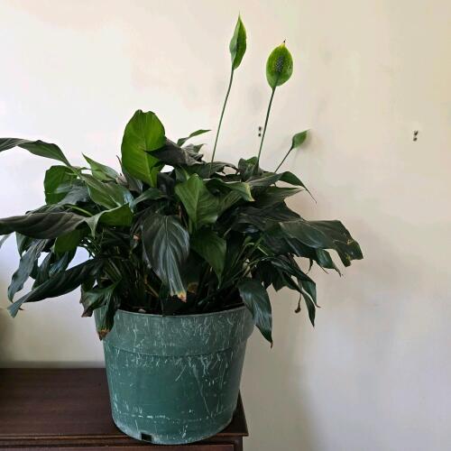 Peace Lily Houseplant in Plastic Pot