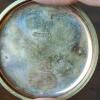 Waltham Pocket Watch 17 Jewels Double Roller W.W.Co. - 7
